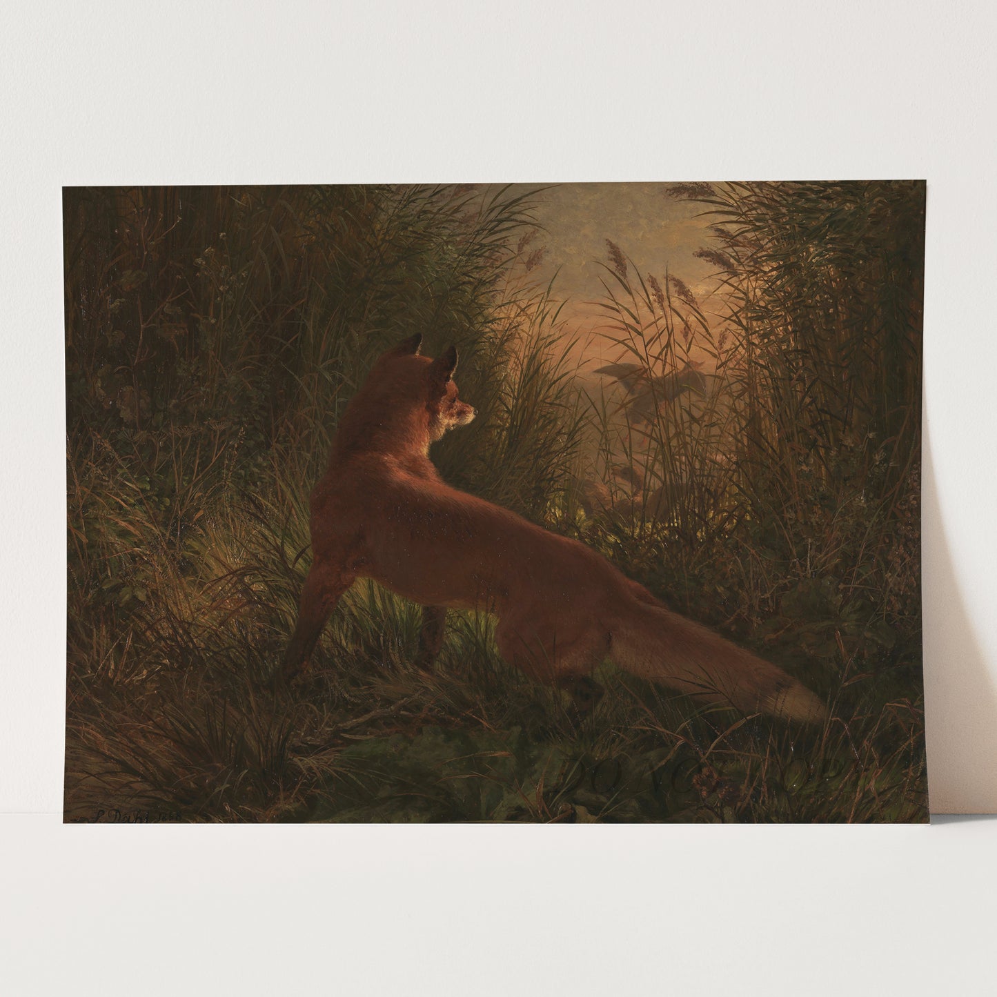 A Fox by Siegwald Dahl