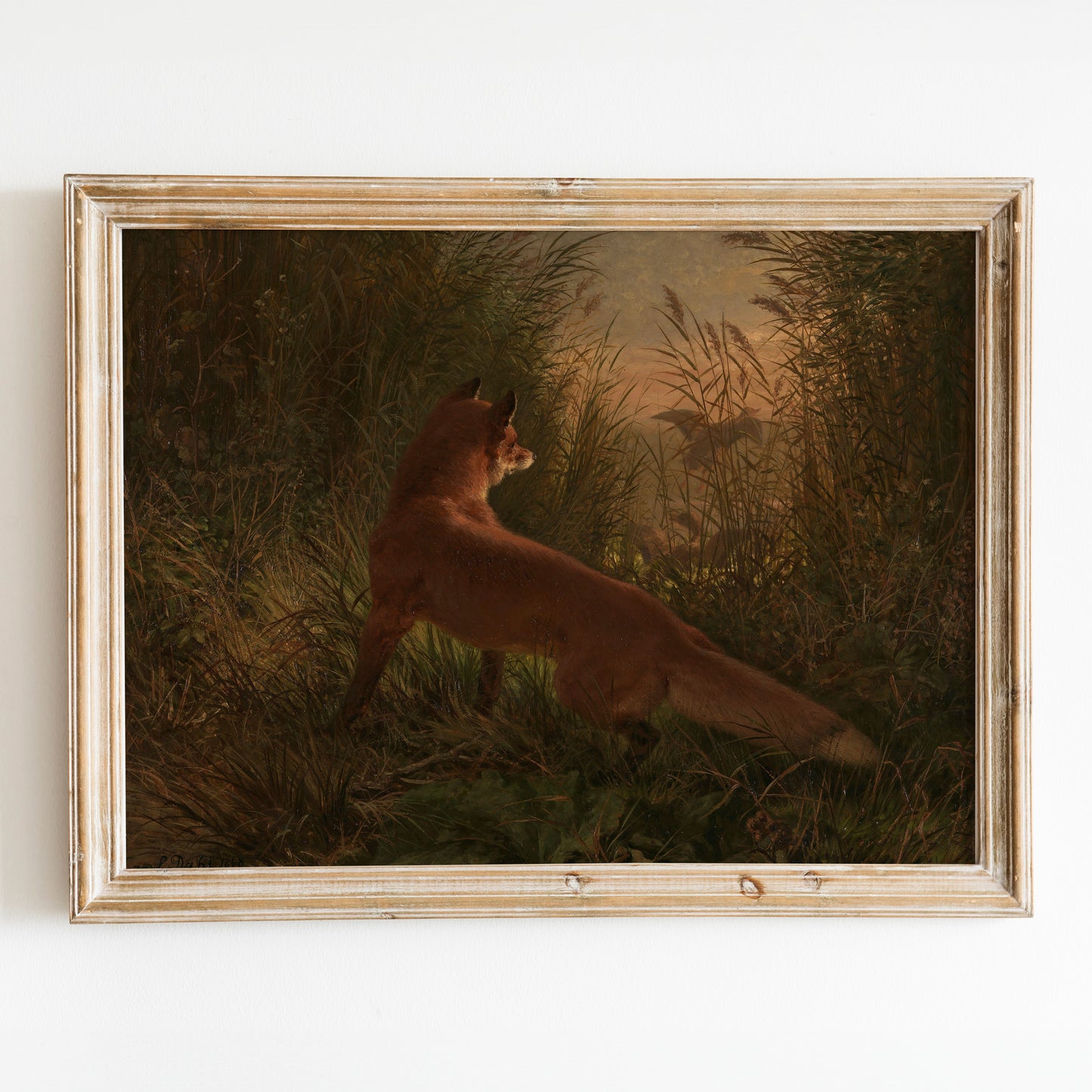 A Fox by Siegwald Dahl