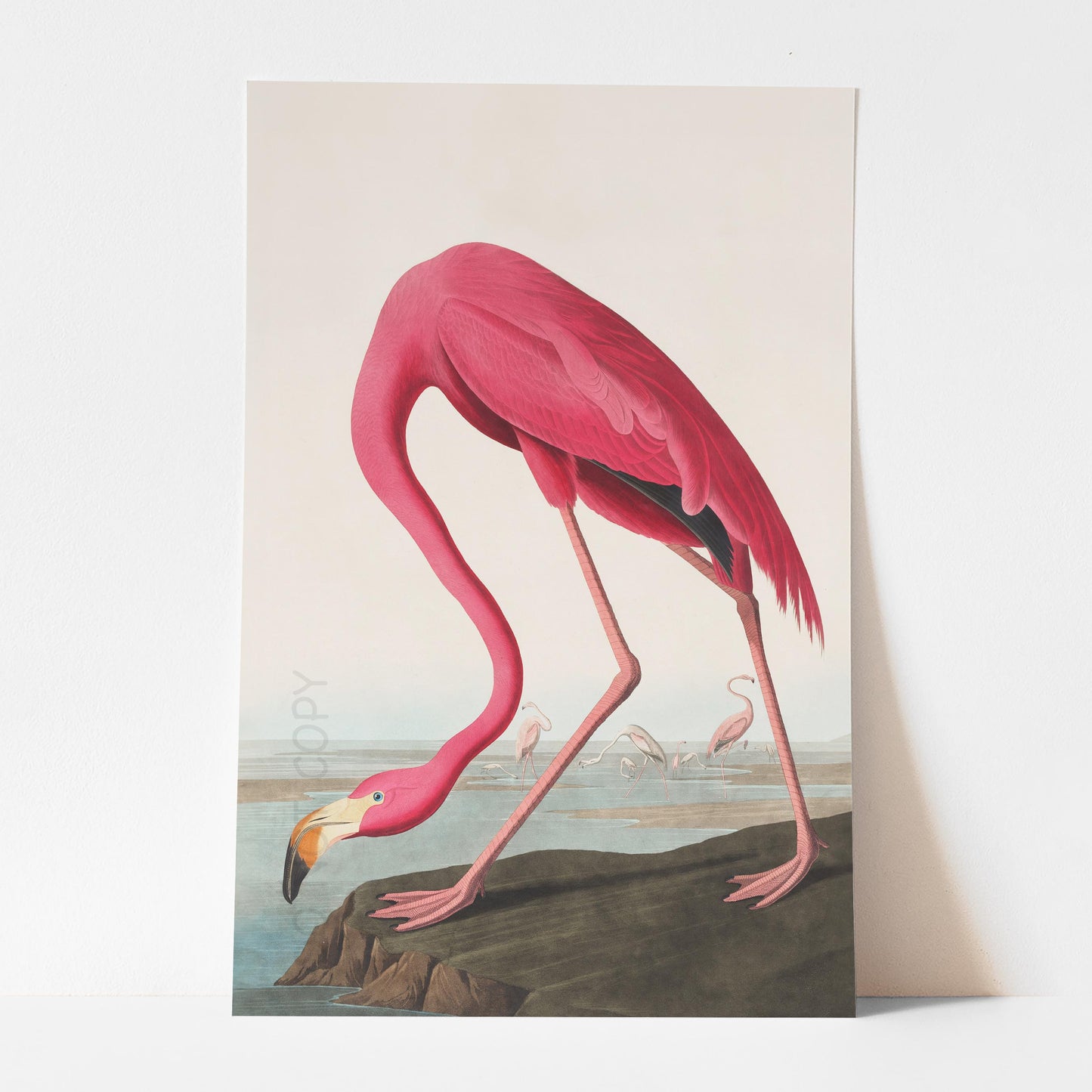 American Flamingo 1838