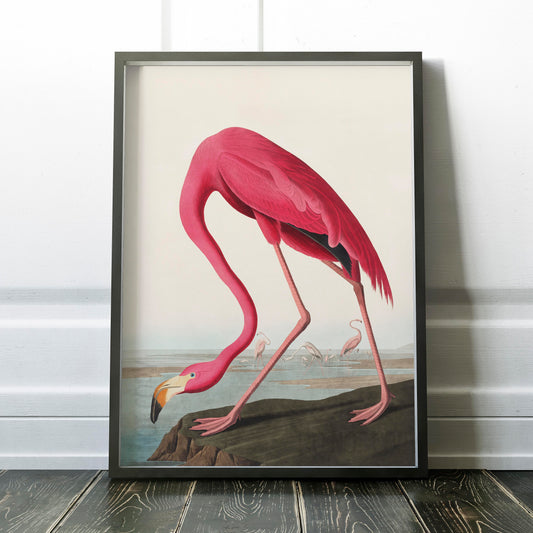 American Flamingo 1838