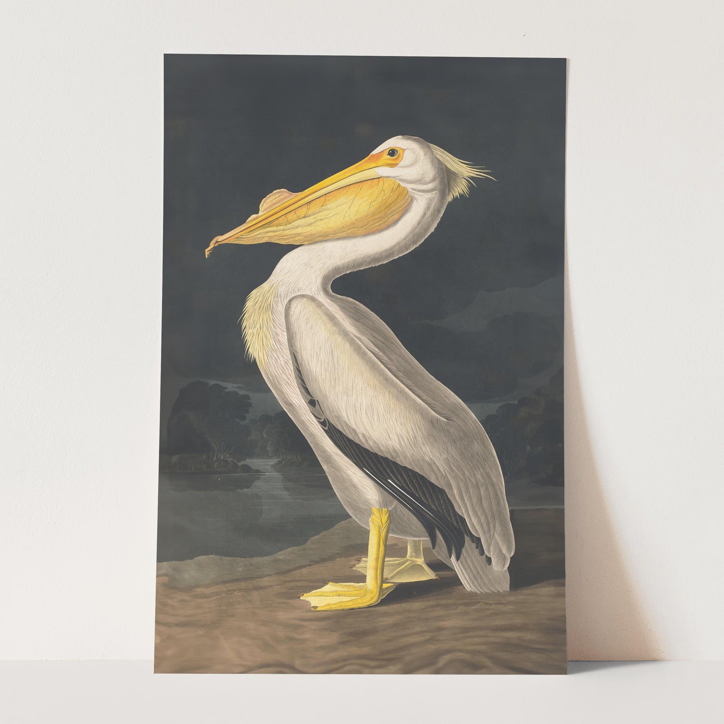 American White Pelican, Birds of America