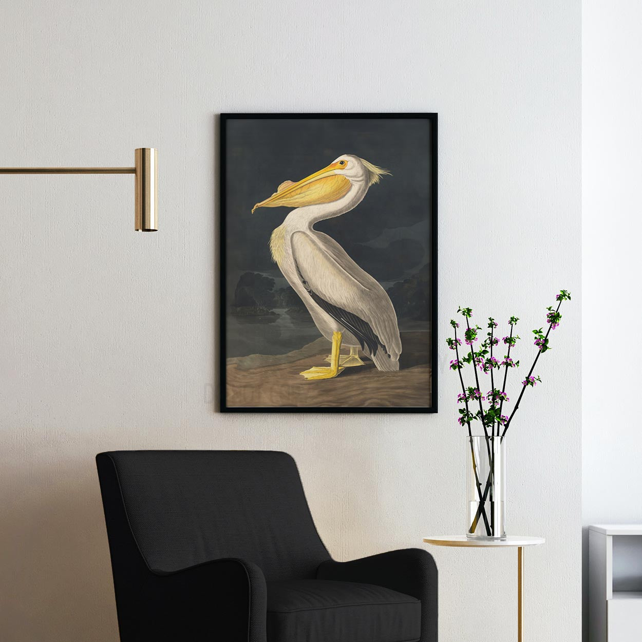 American White Pelican, Birds of America