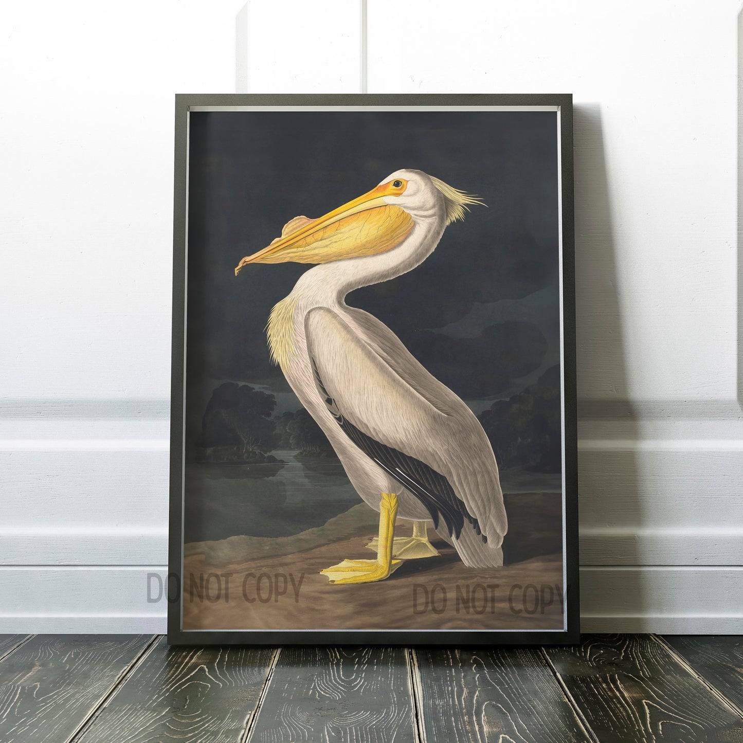 American White Pelican, Birds of America