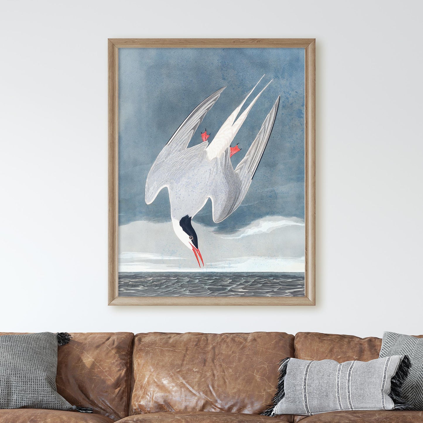 Arctic Tern