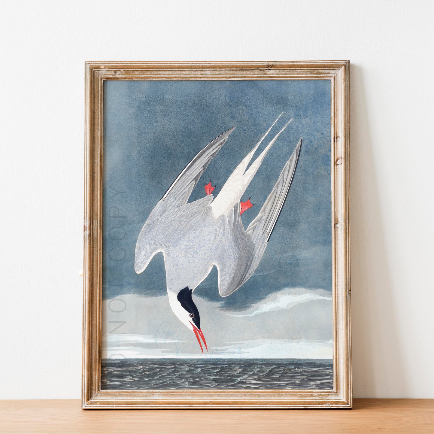 Arctic Tern