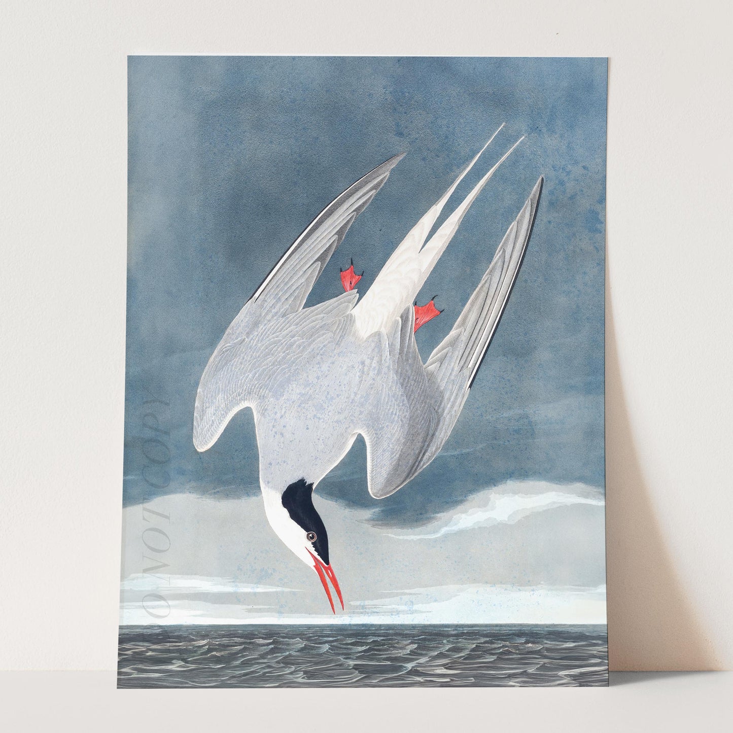 Arctic Tern