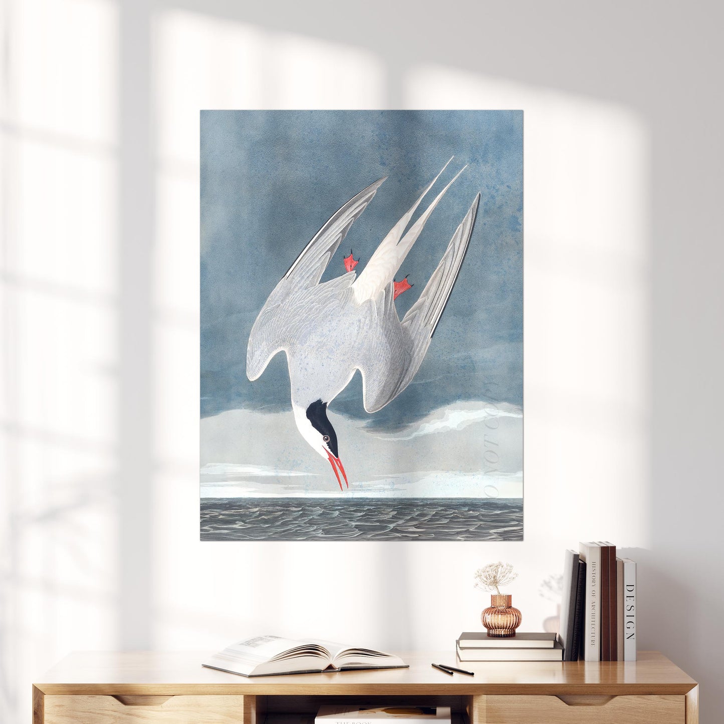 Arctic Tern