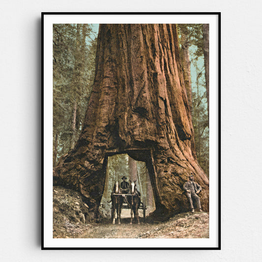 Driving Horse Carriage Through Giant Redwood Tree, Mariposa California