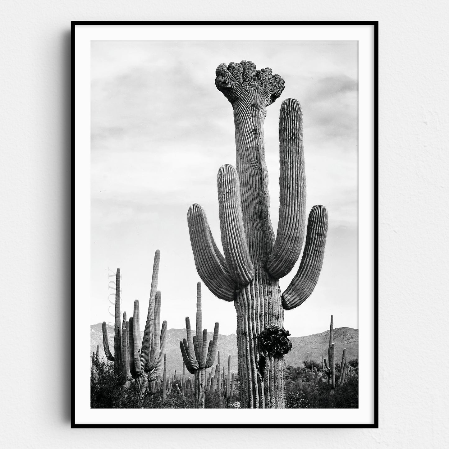 Cactus in Saguaro National Monument, Arizona by Ansel Adams