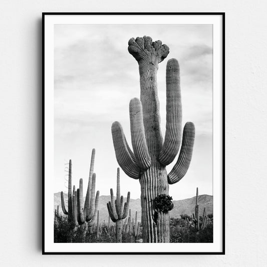 Cactus in Saguaro National Monument, Arizona by Ansel Adams