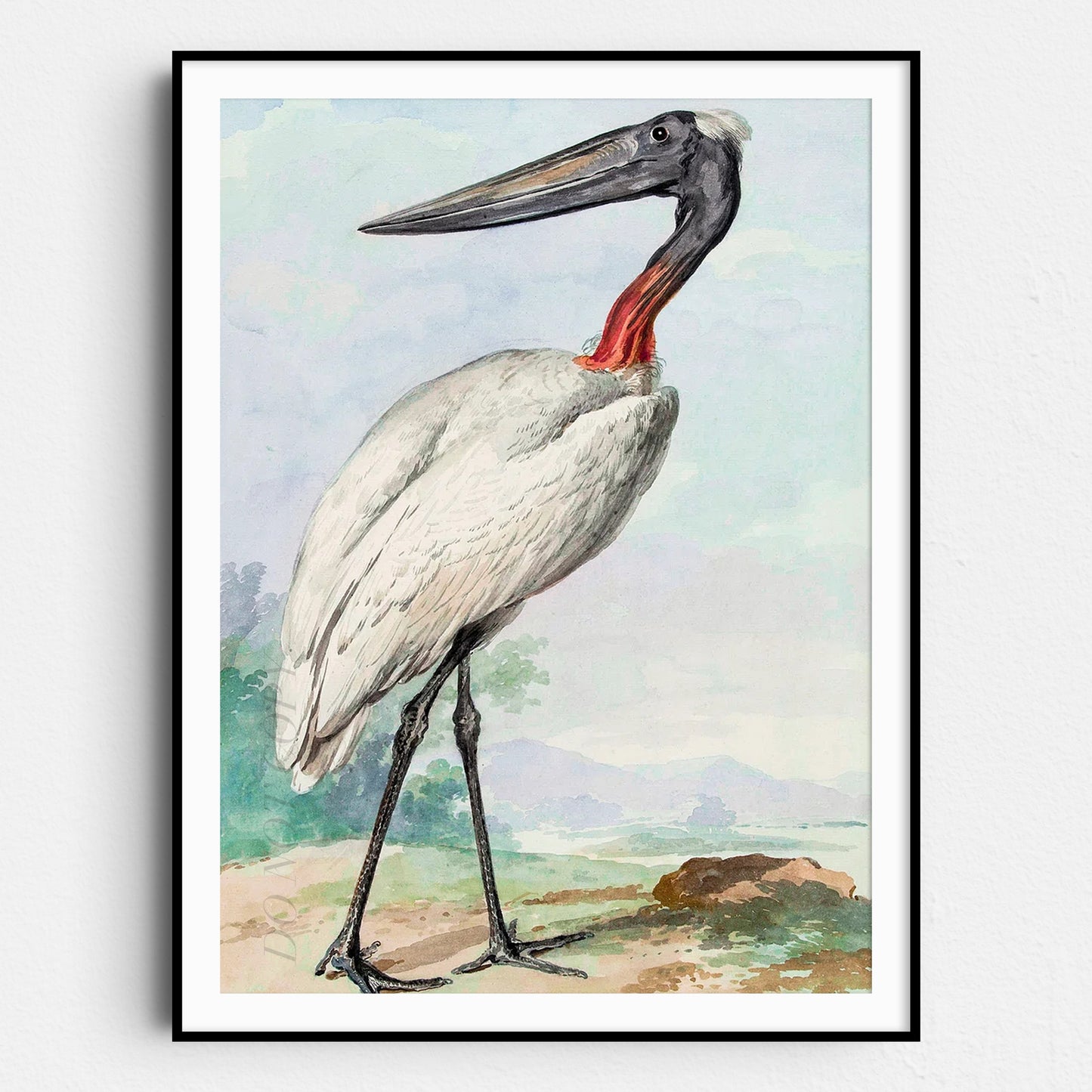 Jabiru Jabiroe Stork by Aert Schouman