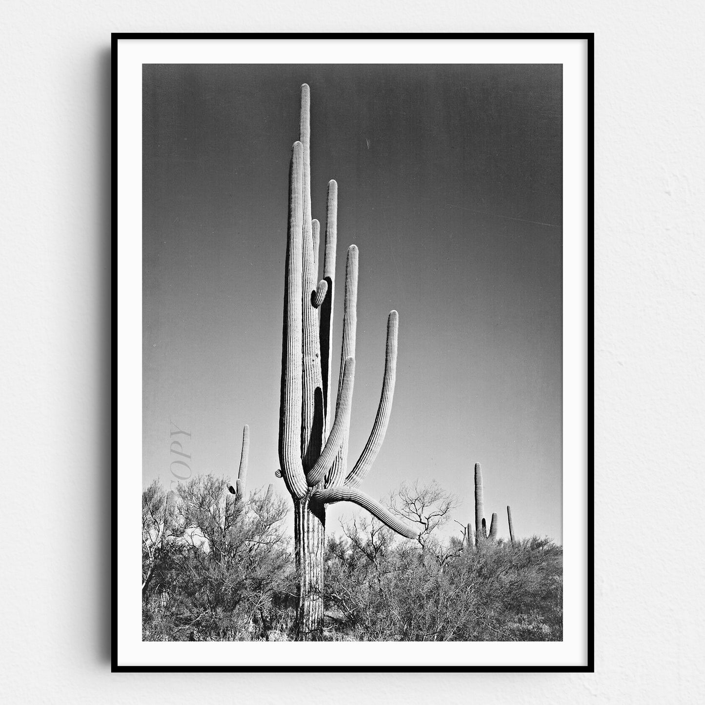Cactus in Saguaro National Monument, Arizona Ansel Adams