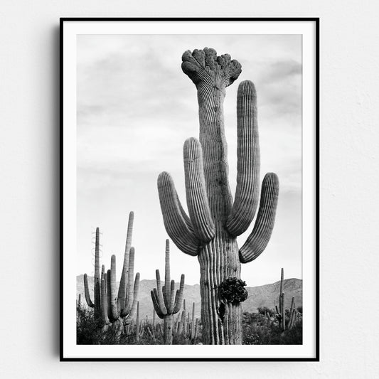 Cactus in Saguaro National Monument, Ansel Adams