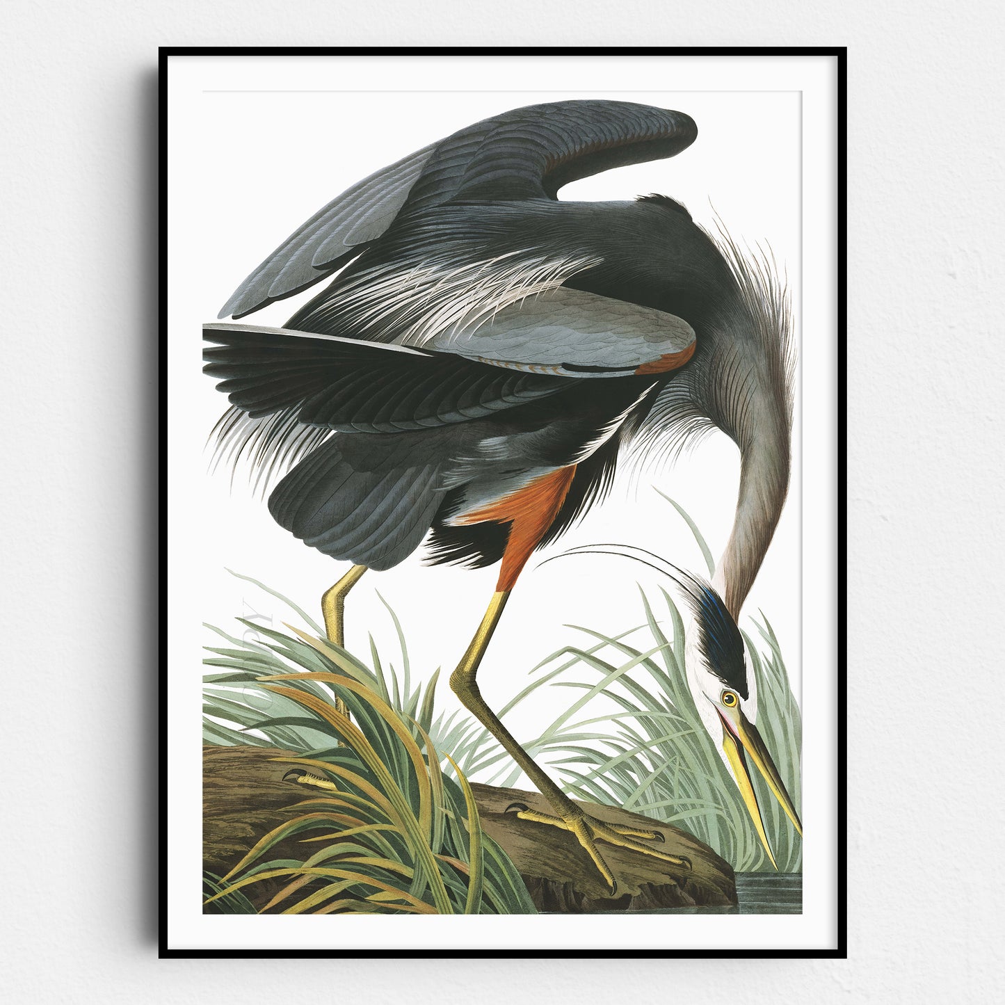 Great Blue Heron - Birds of America