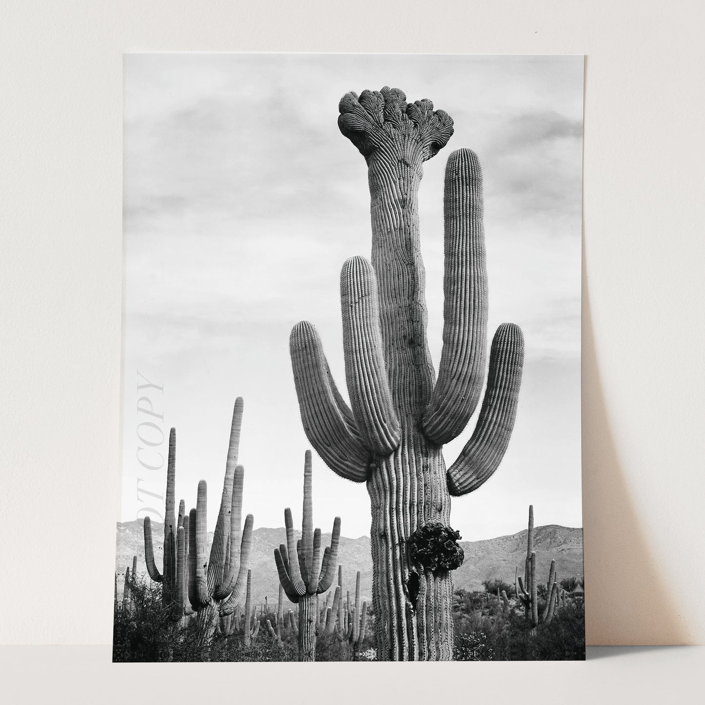 Cactus in Saguaro National Monument, Arizona by Ansel Adams