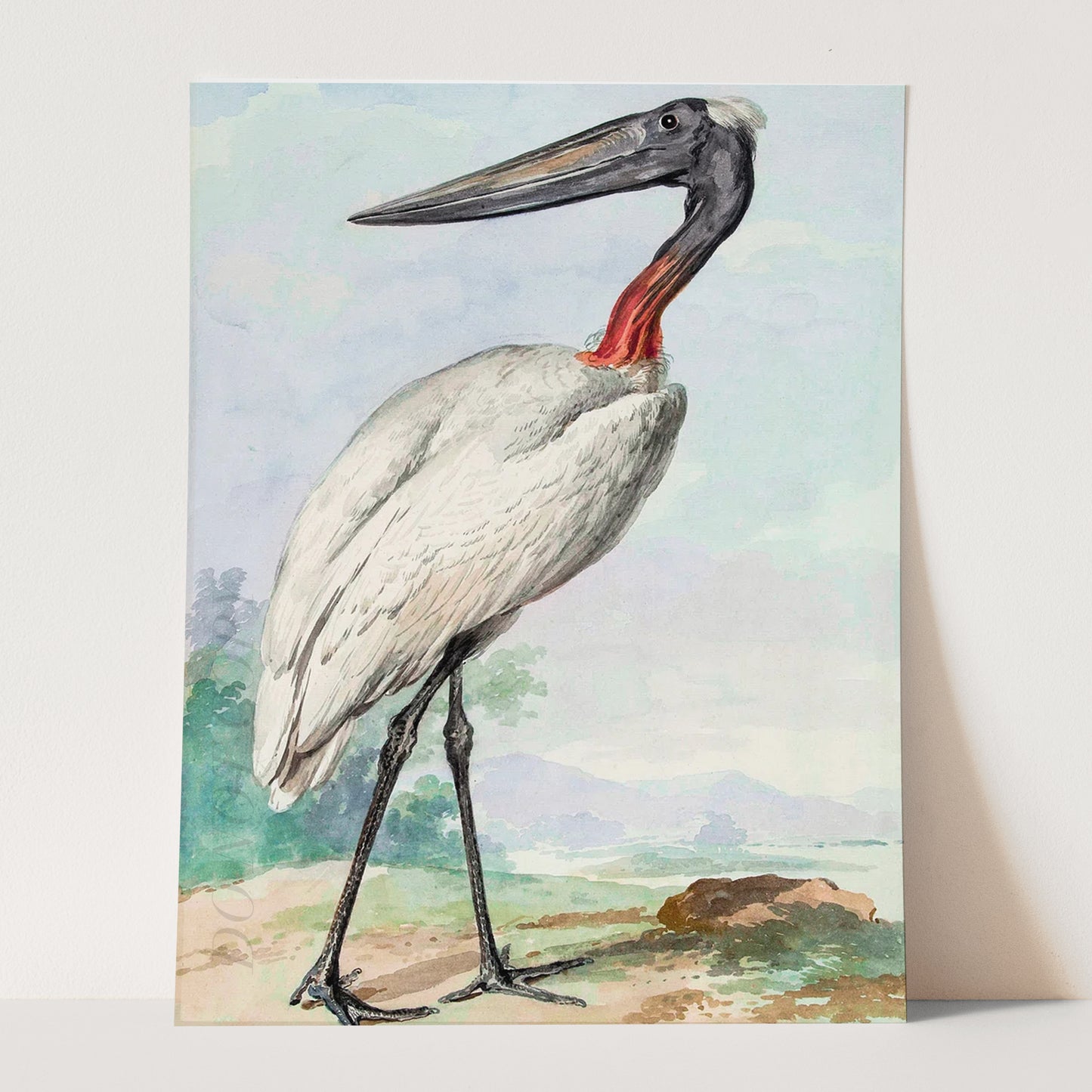 Jabiru Jabiroe Stork by Aert Schouman
