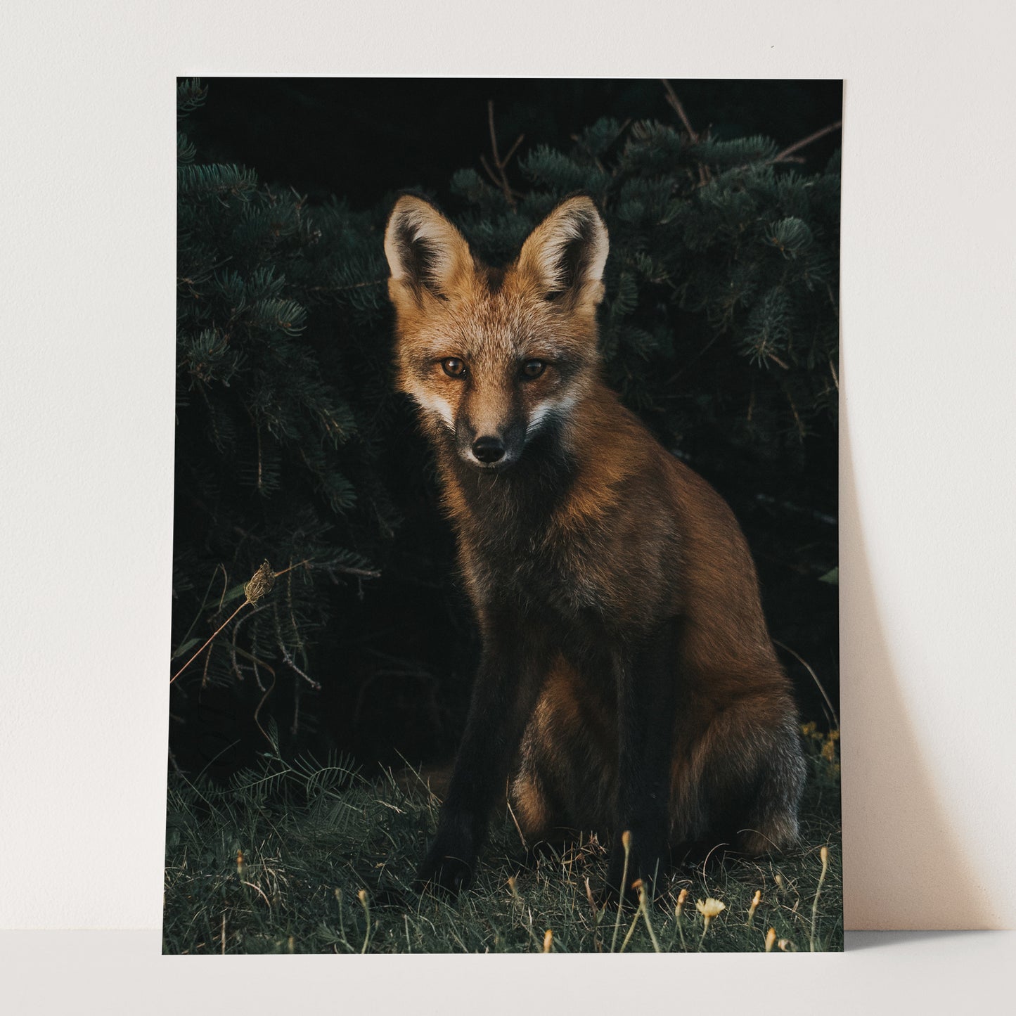 The Red Fox