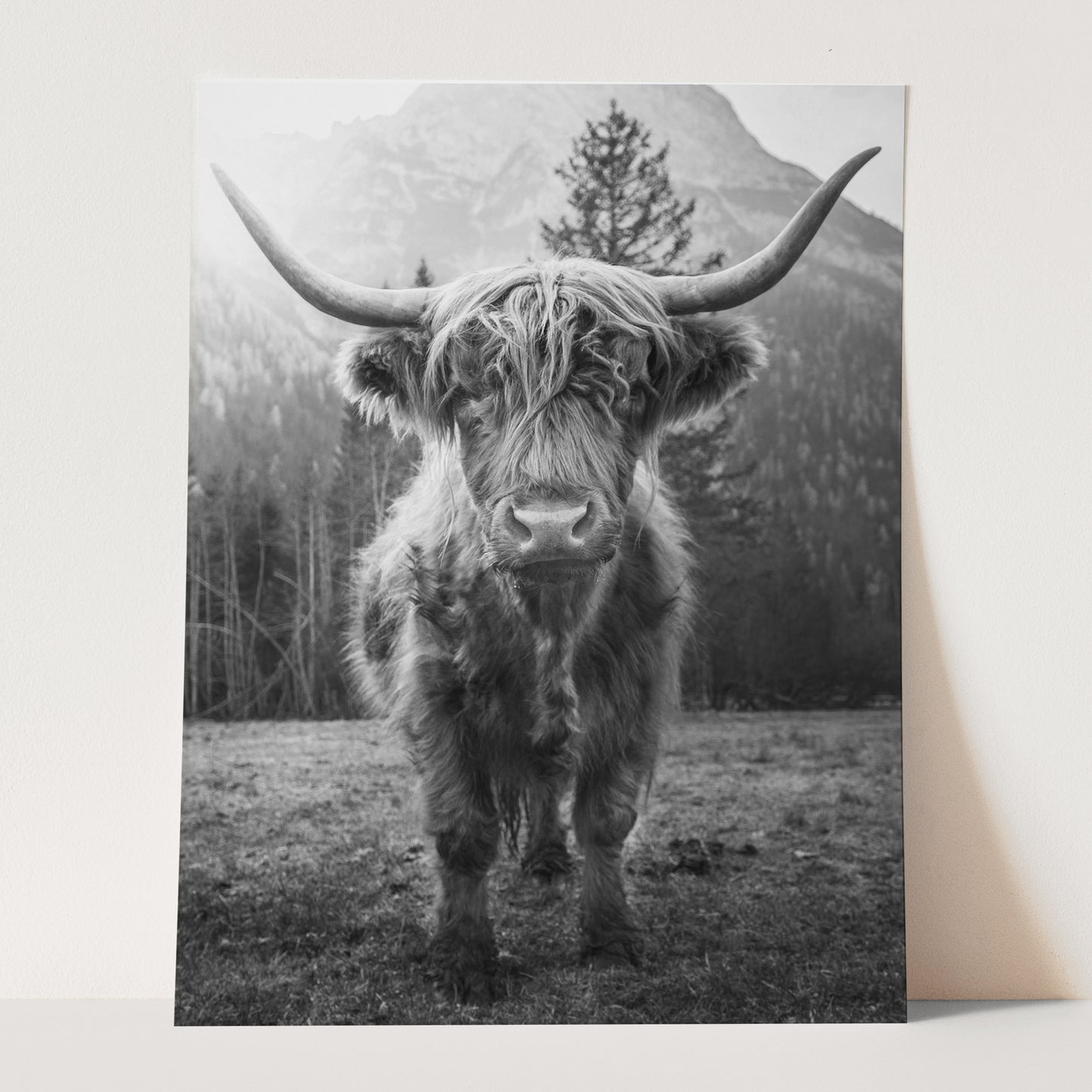 Highland Cow Scottish Cattle Black & White