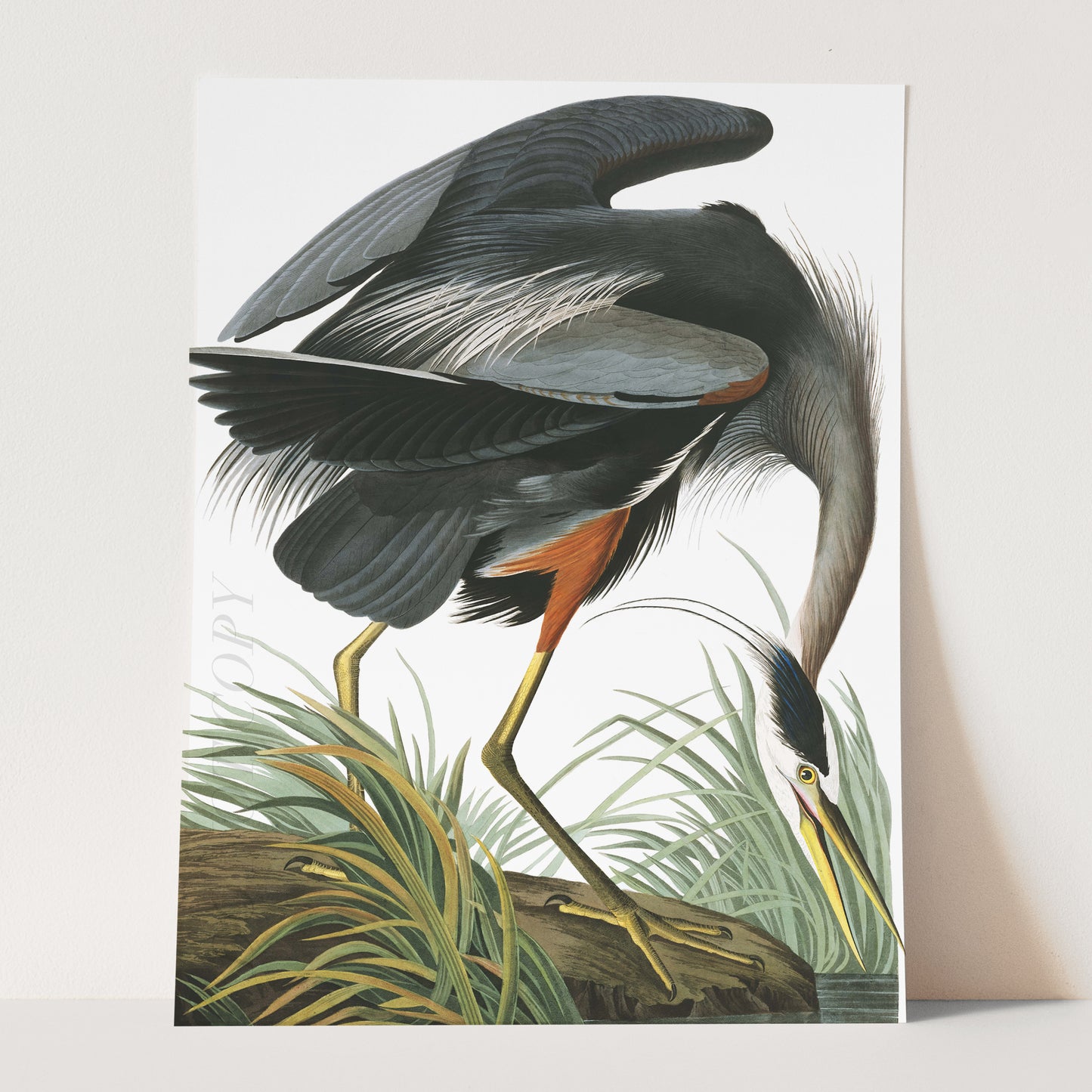 Great Blue Heron - Birds of America