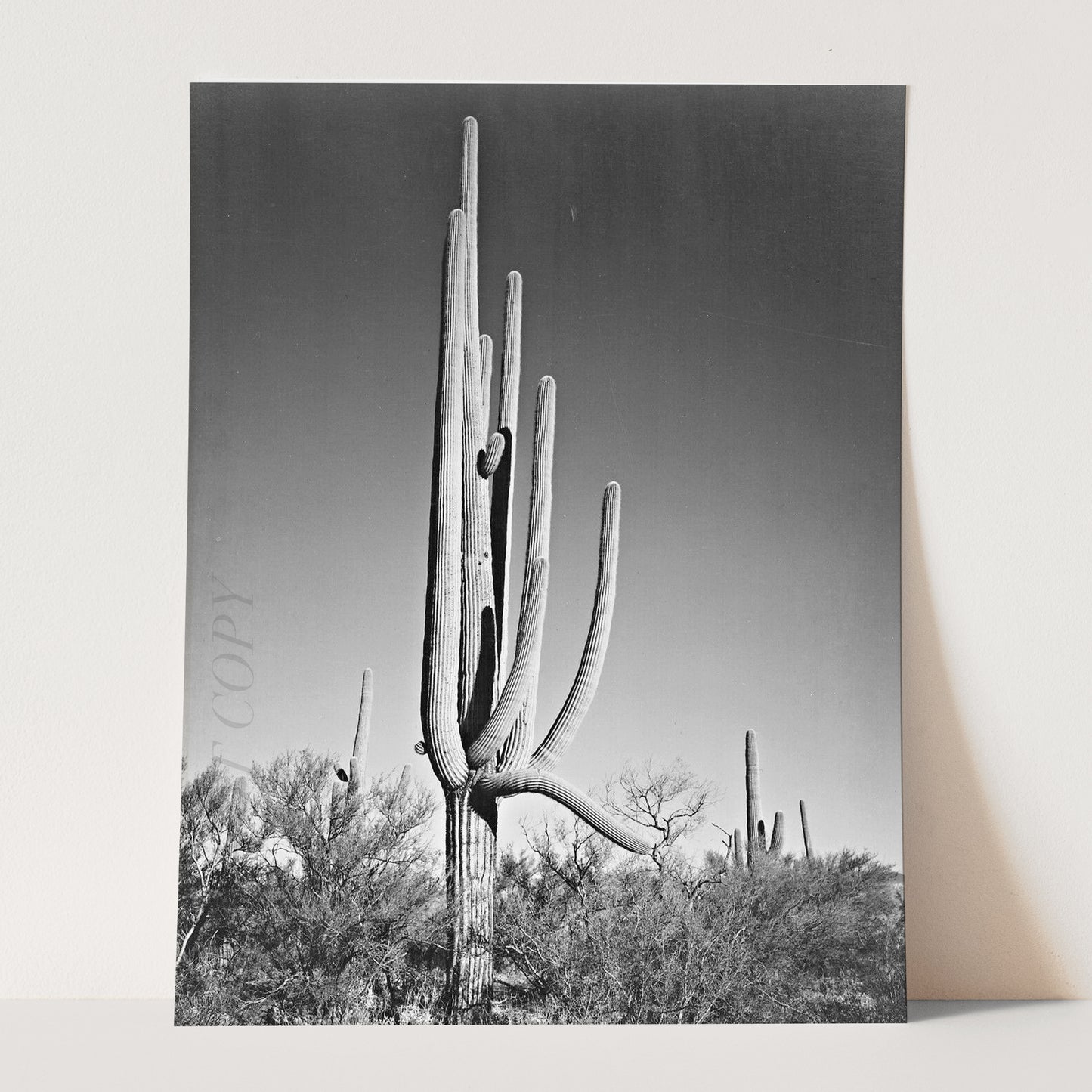 Cactus in Saguaro National Monument, Arizona Ansel Adams