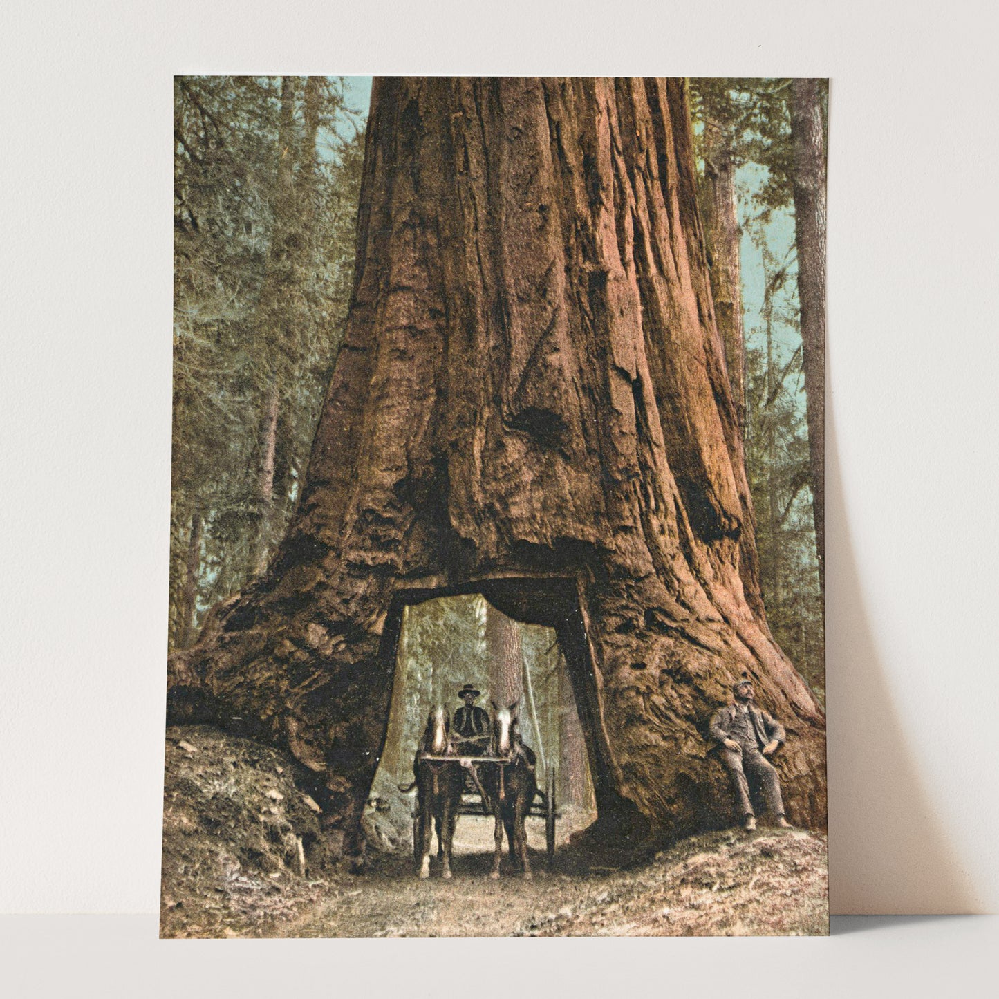Driving Horse Carriage Through Giant Redwood Tree, Mariposa California