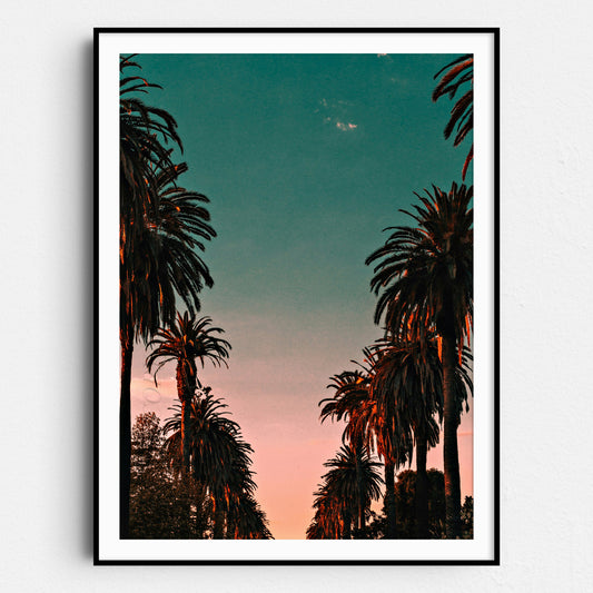 Palm Trees Sunset, California
