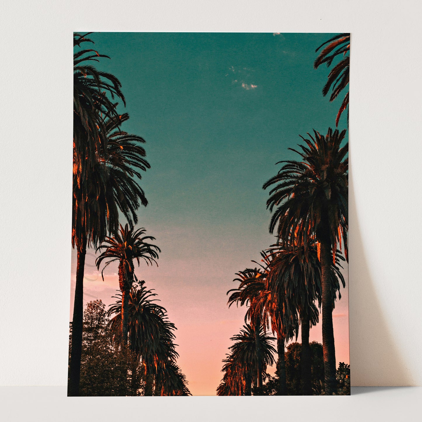 Palm Trees Sunset, California