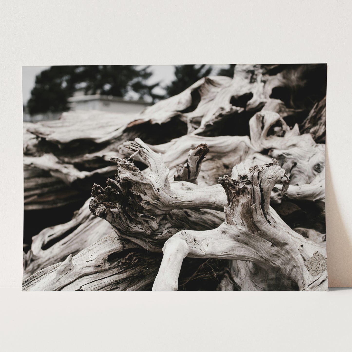Beach Wood