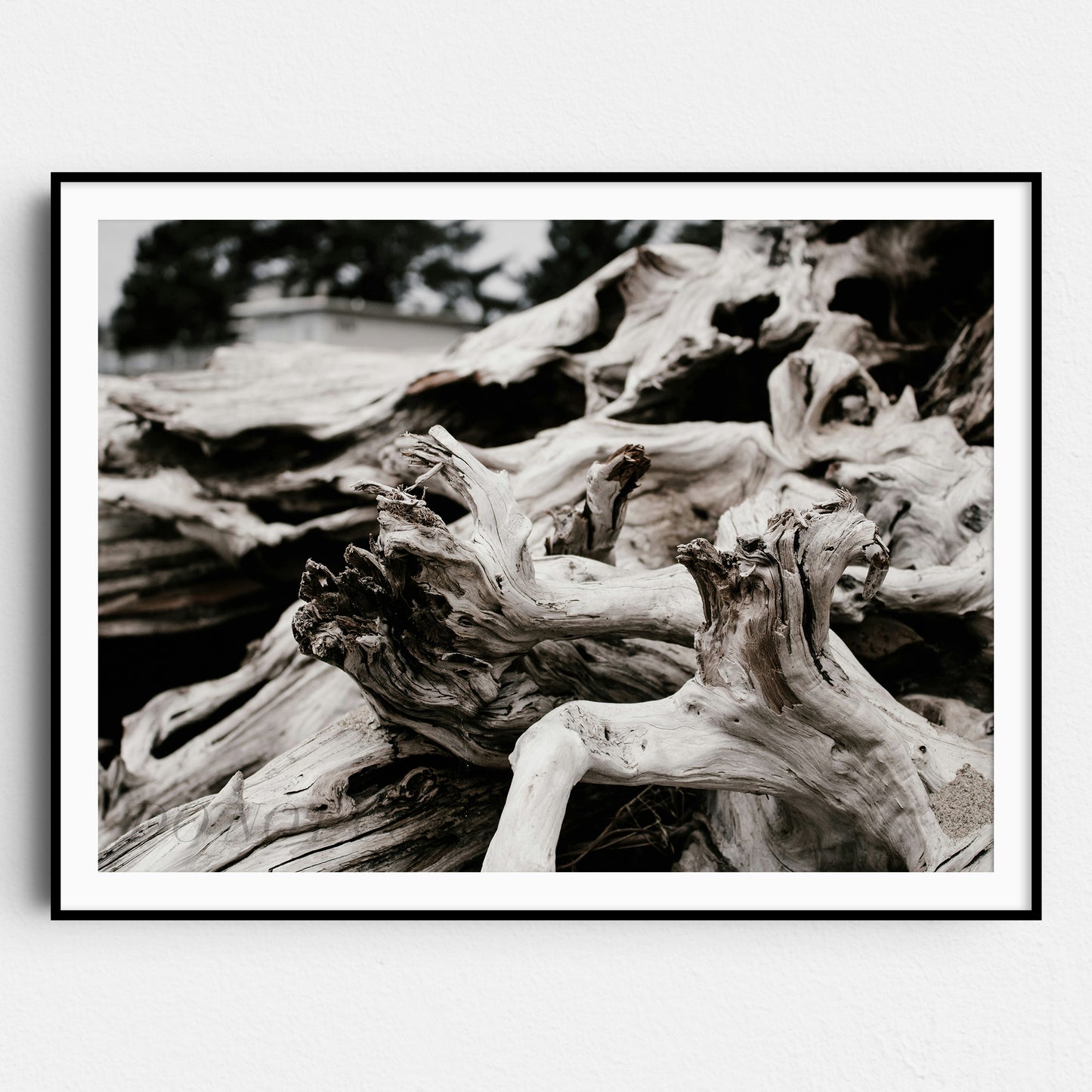 Beach Wood