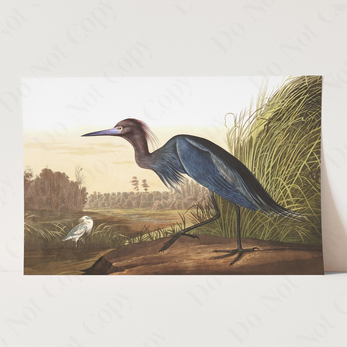 Blue Crane or Heron