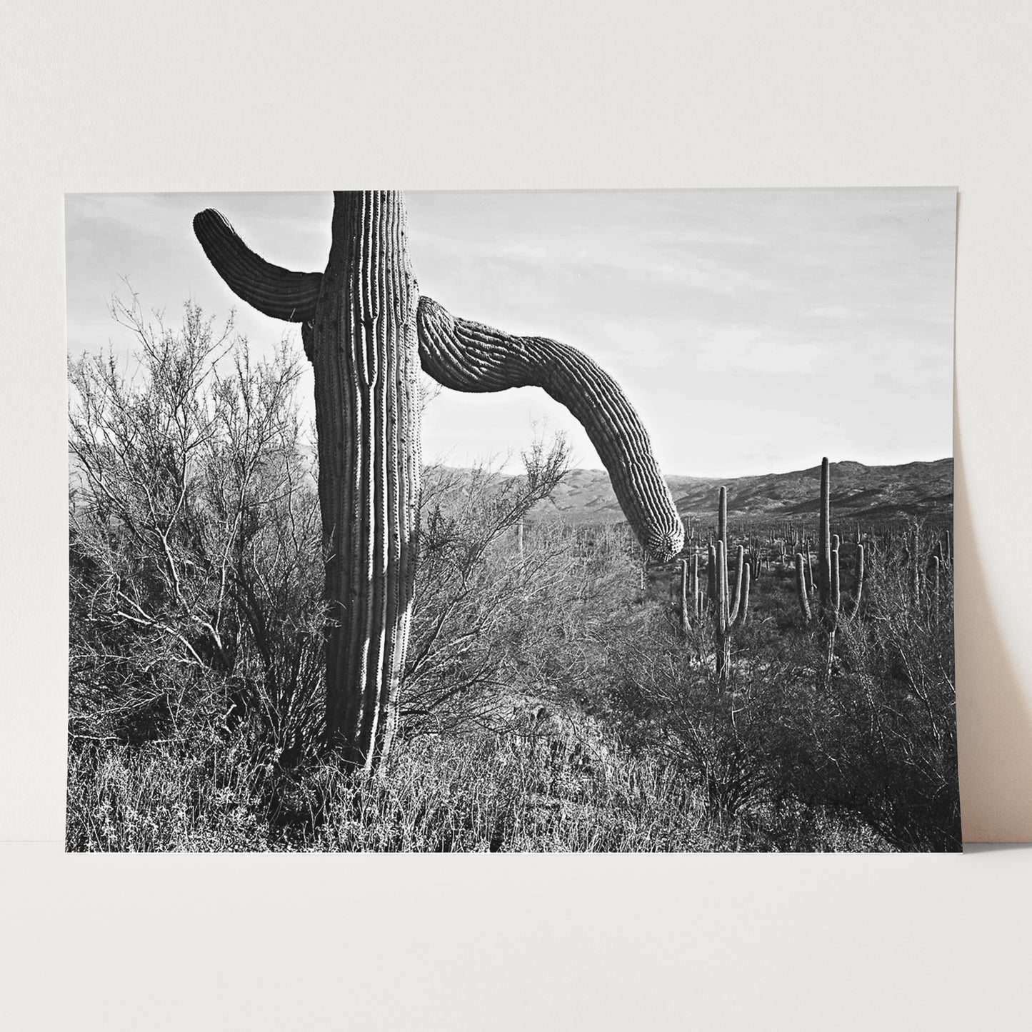 Cactus in Saguaro National Monument, Ansel Adams