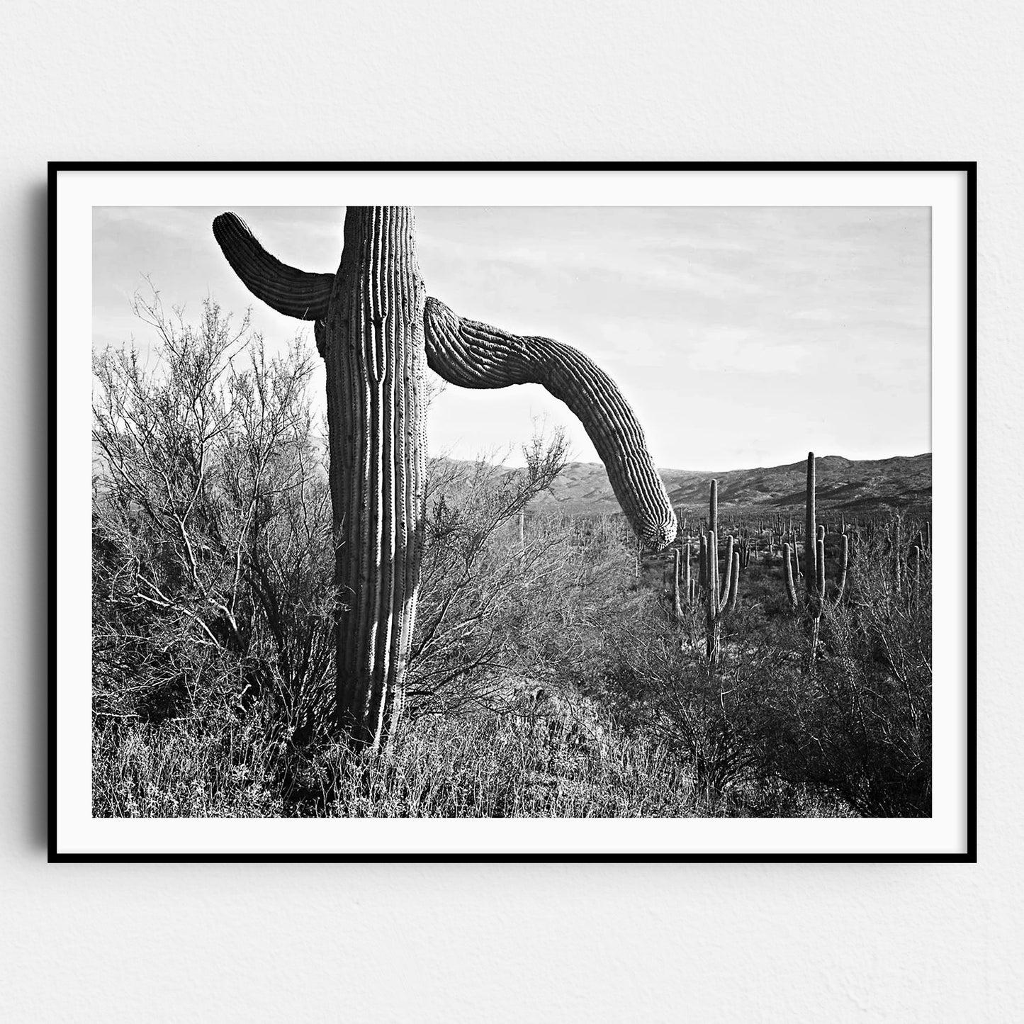 Cactus in Saguaro National Monument, Ansel Adams