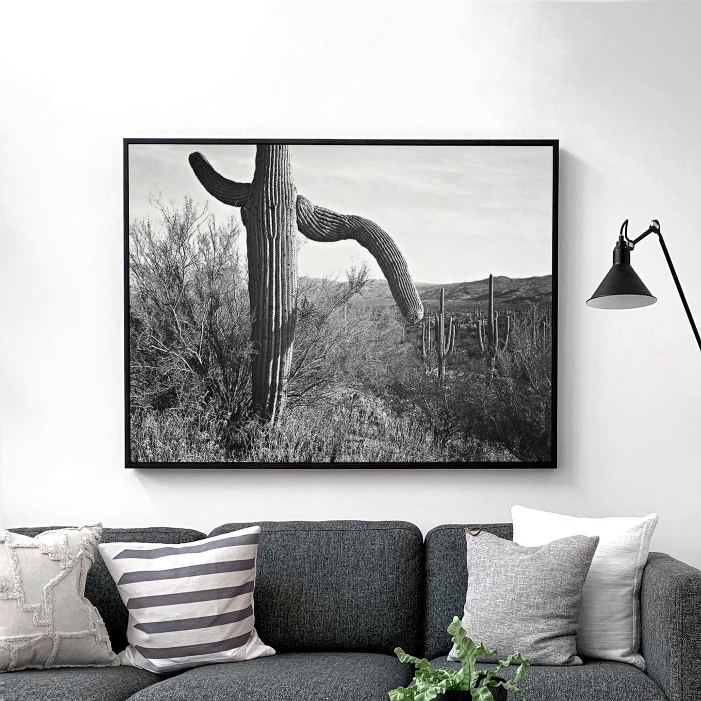 Cactus in Saguaro National Monument, Ansel Adams