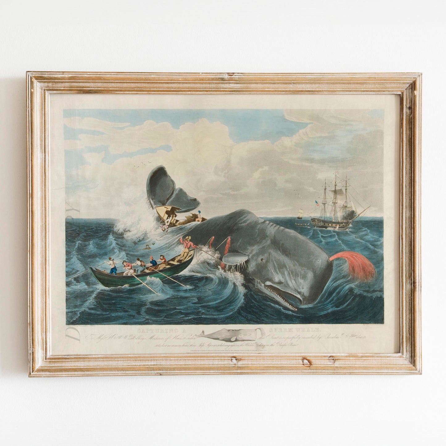 Capturing a Sperm Whale