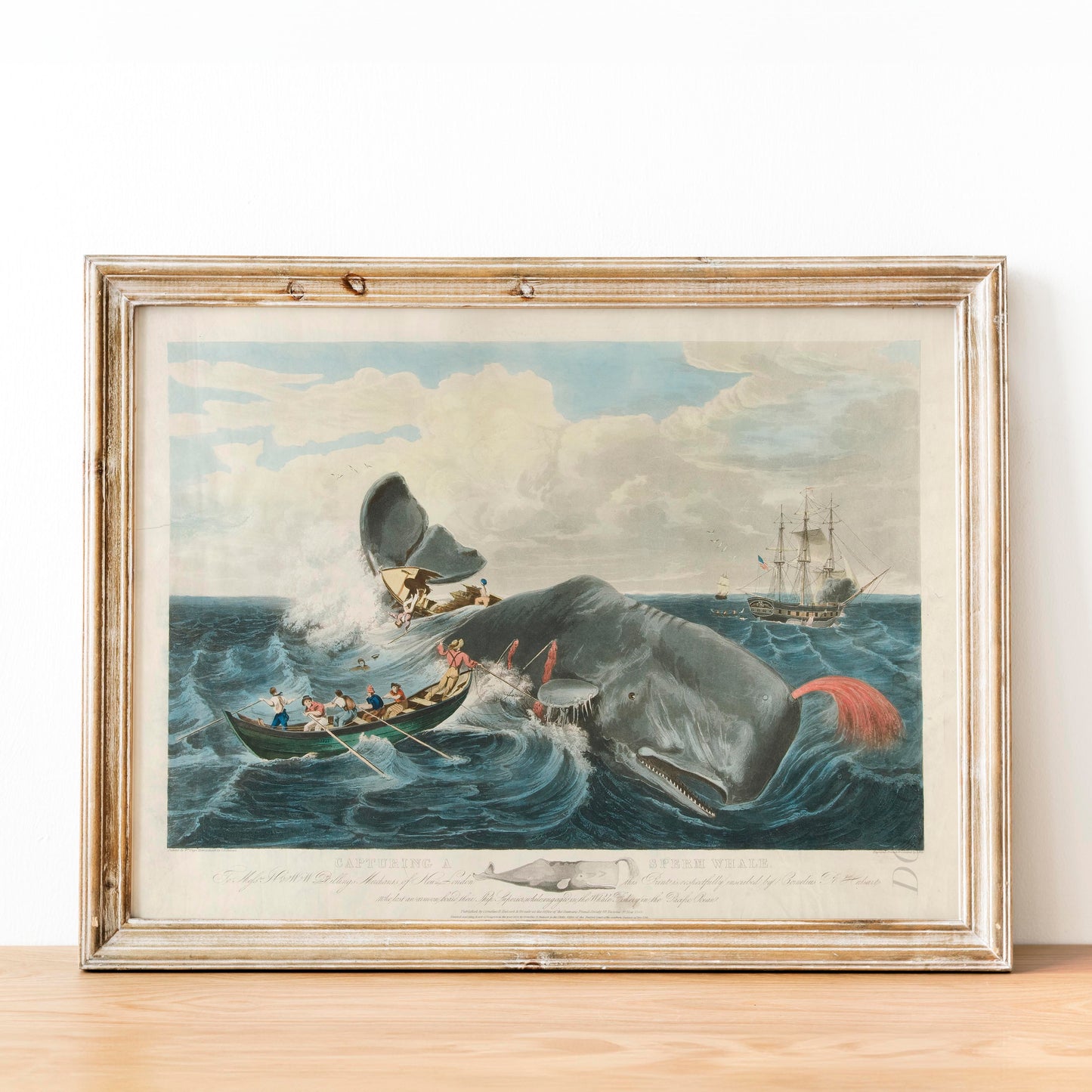 Capturing a Sperm Whale