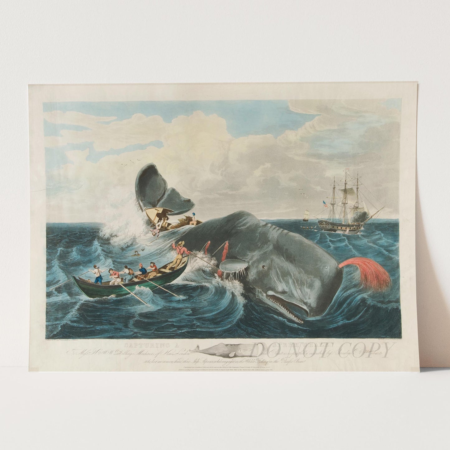 Capturing a Sperm Whale