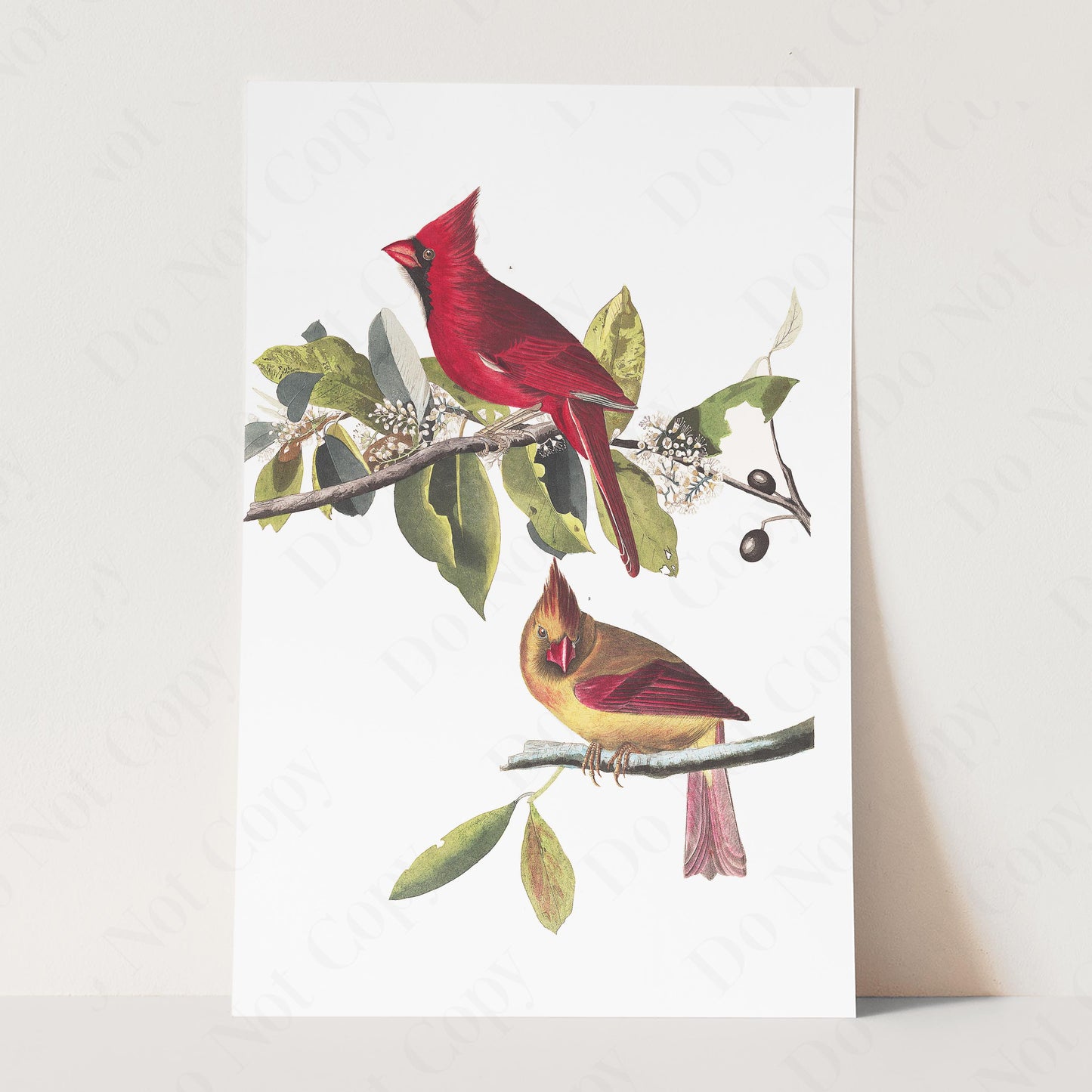 Cardinal Grosbeak