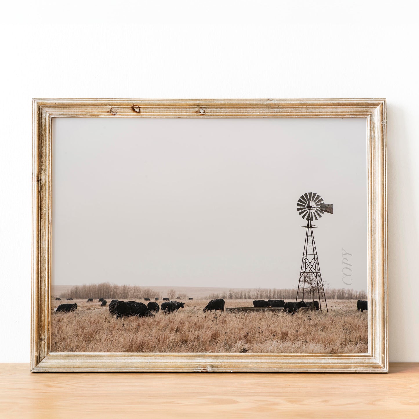 Cattle Grazing On Southwest Farm