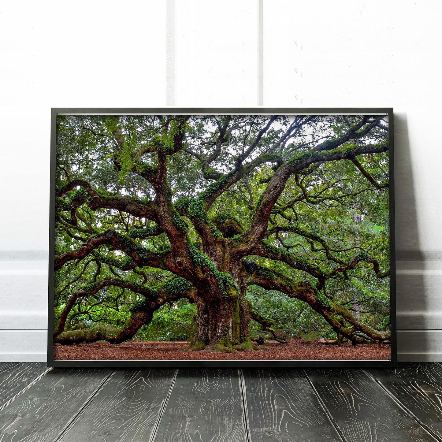 Charleston Angel Oak Tree South Carolina