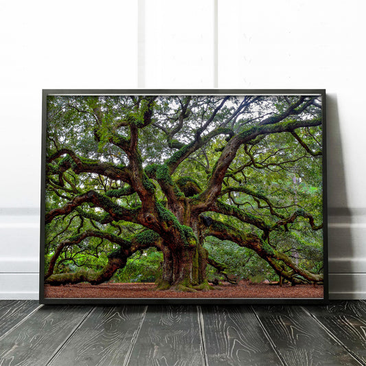 Charleston Angel Oak Tree South Carolina