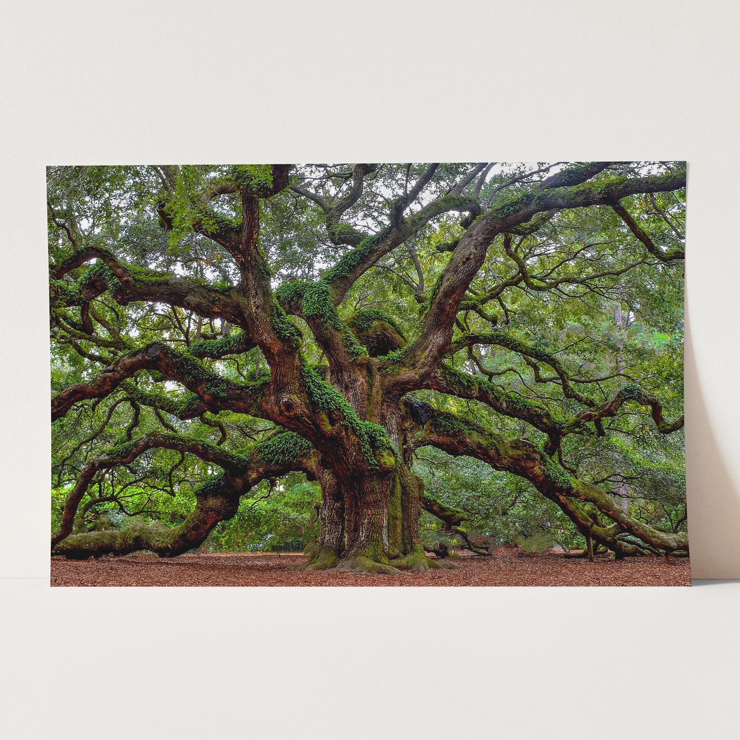 Charleston Angel Oak Tree South Carolina