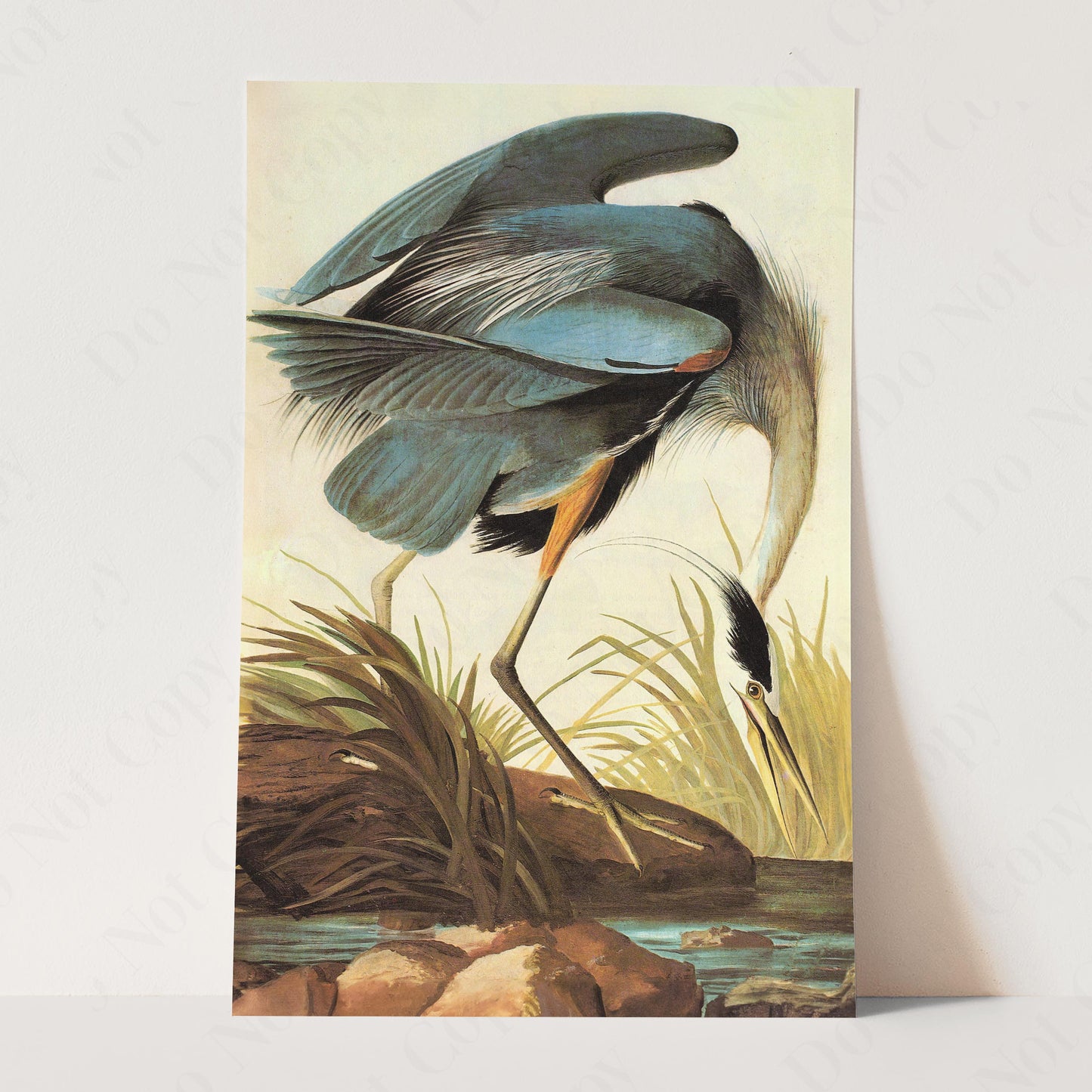 Great Blue Heron 1821