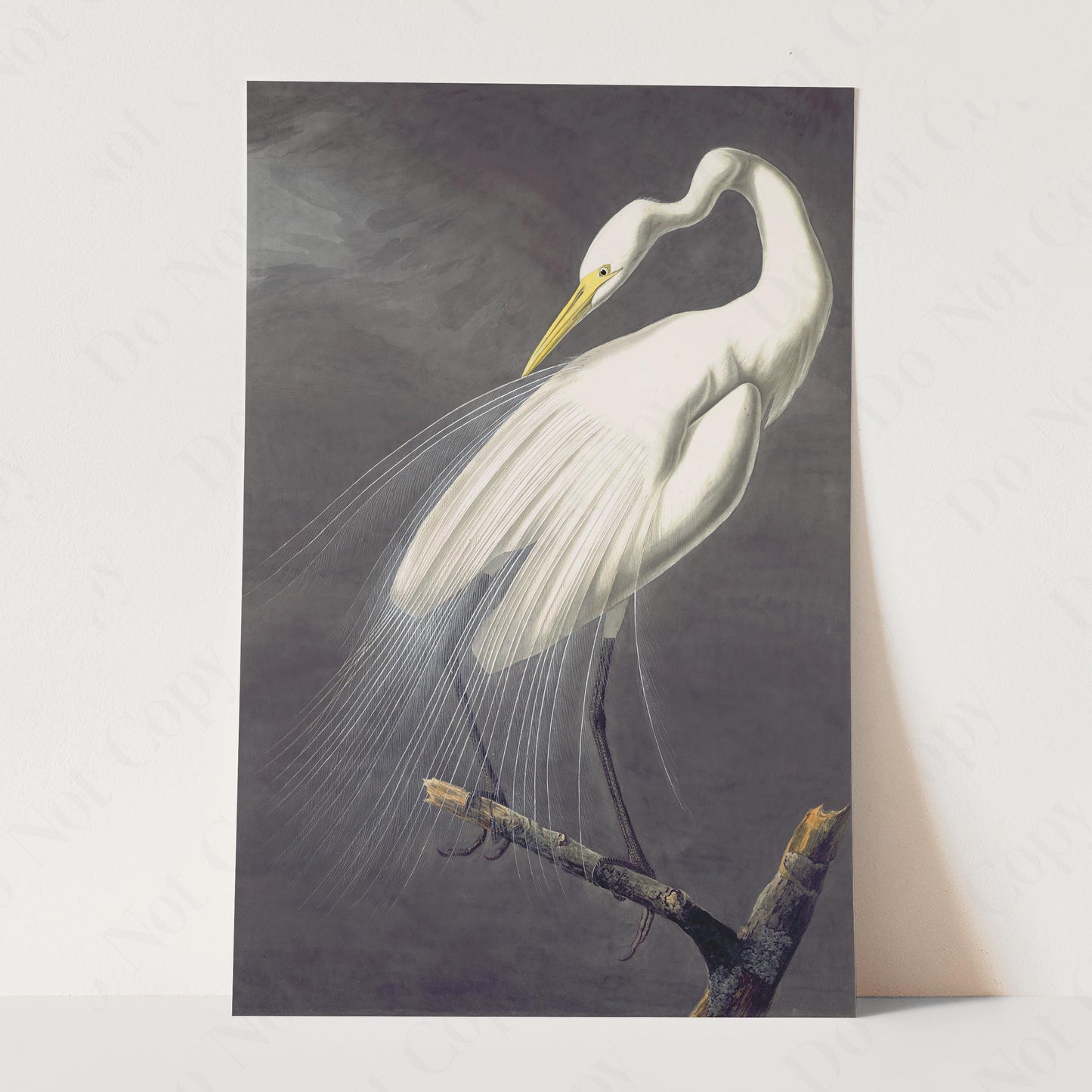 Great Egret, Birds of America