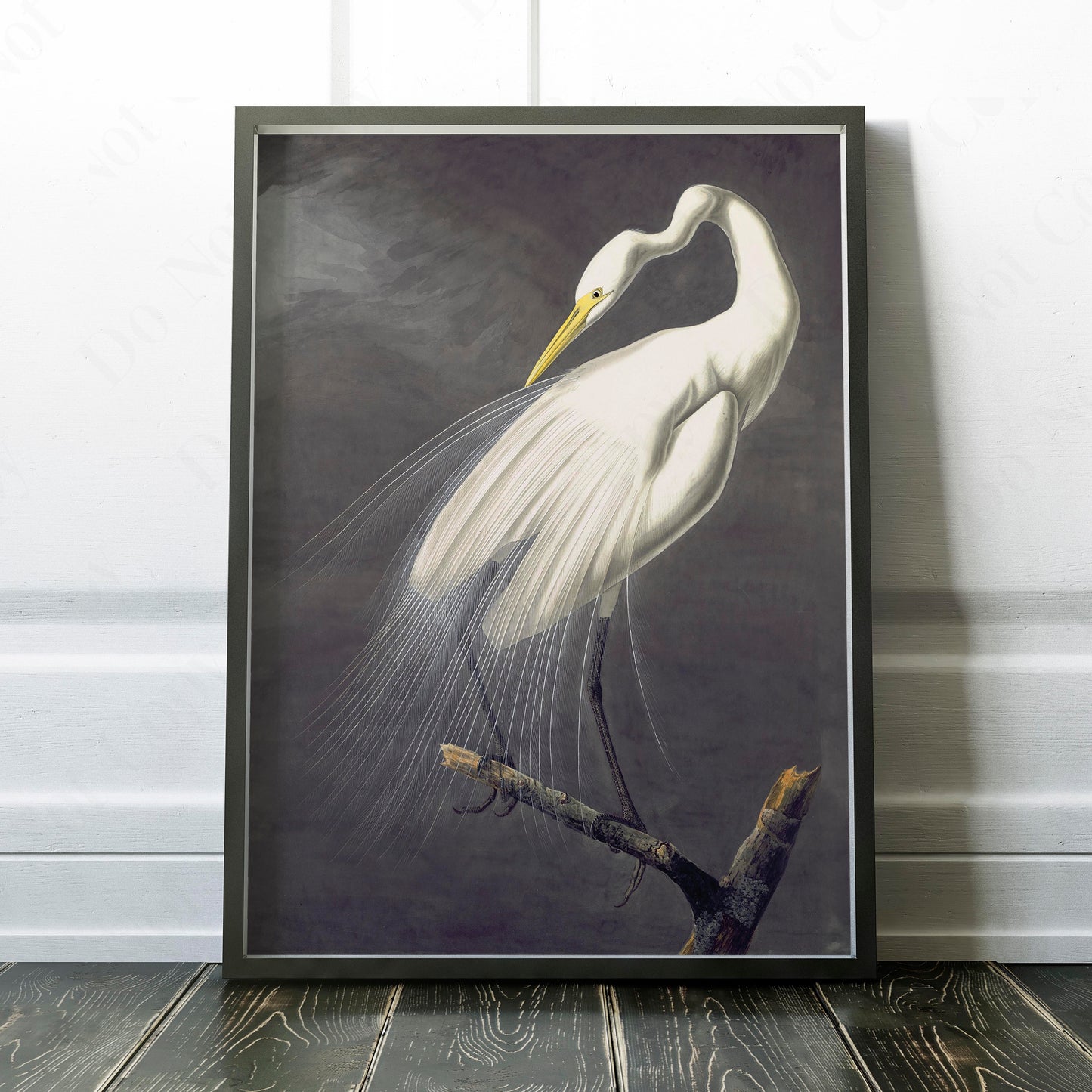 Great Egret, Birds of America