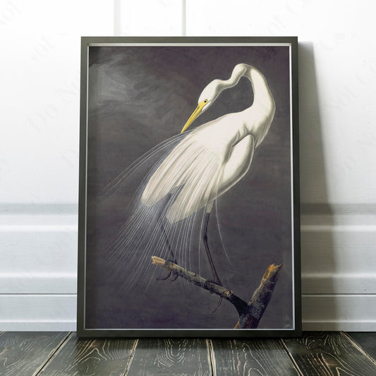 Great Egret, Birds of America