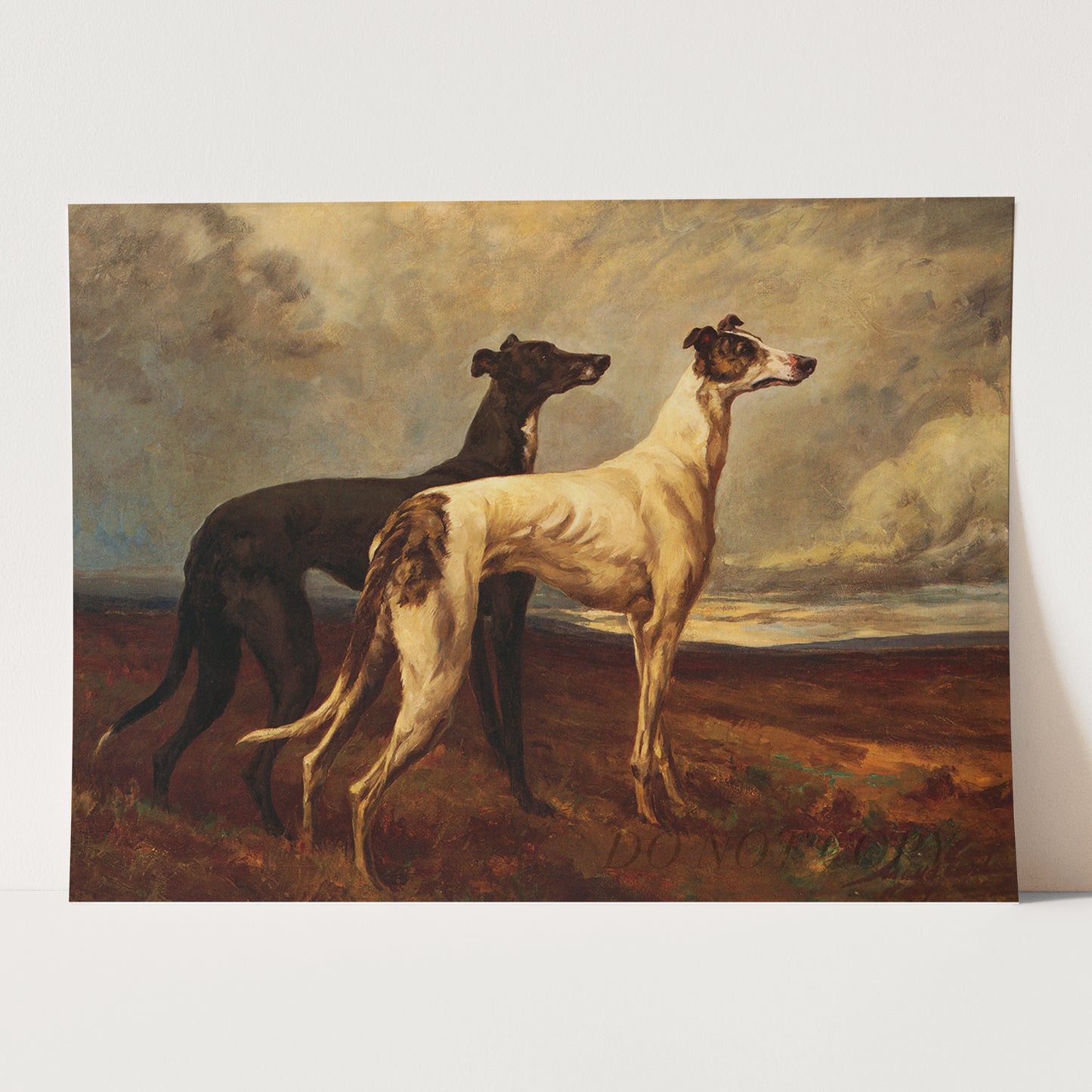 Greyhounds In Field