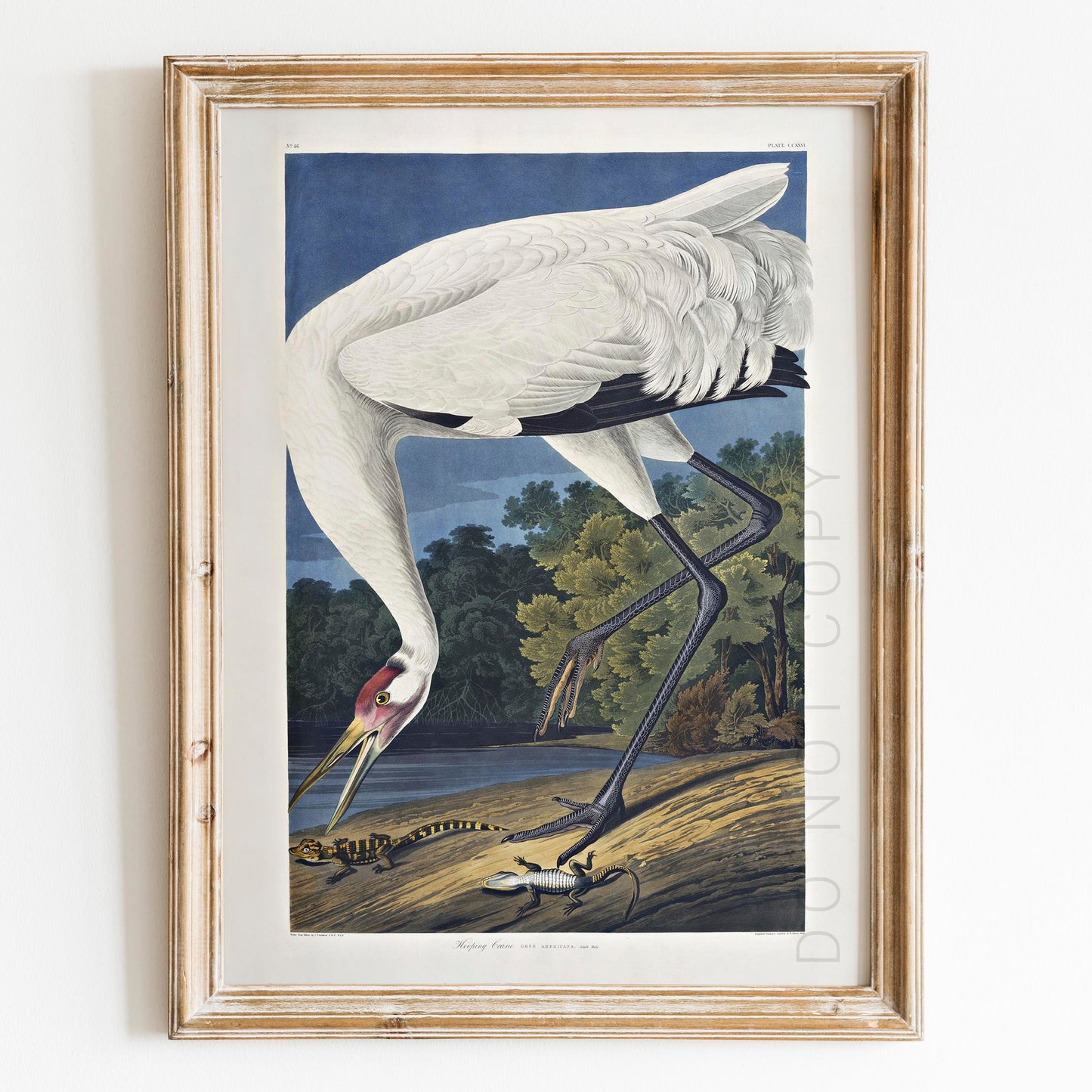 Hooping Crane 1834