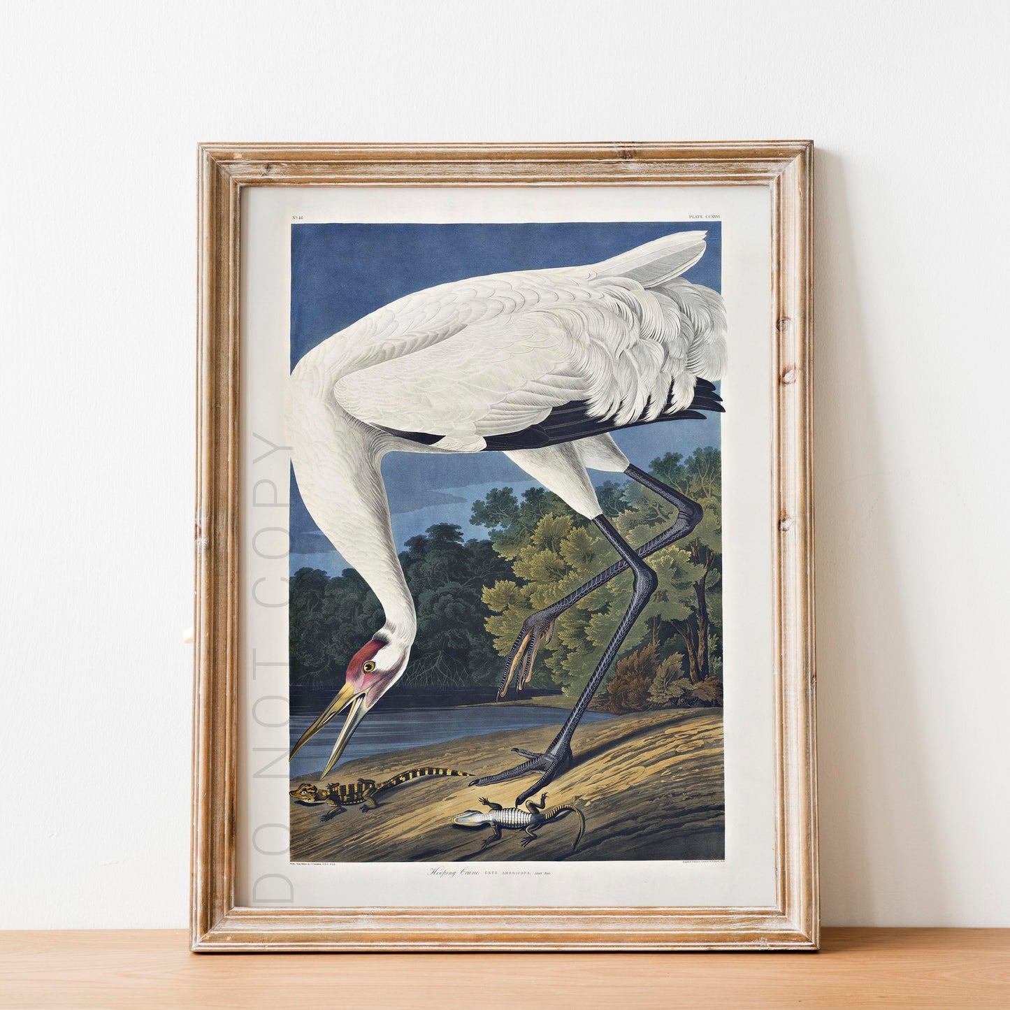 Hooping Crane 1834