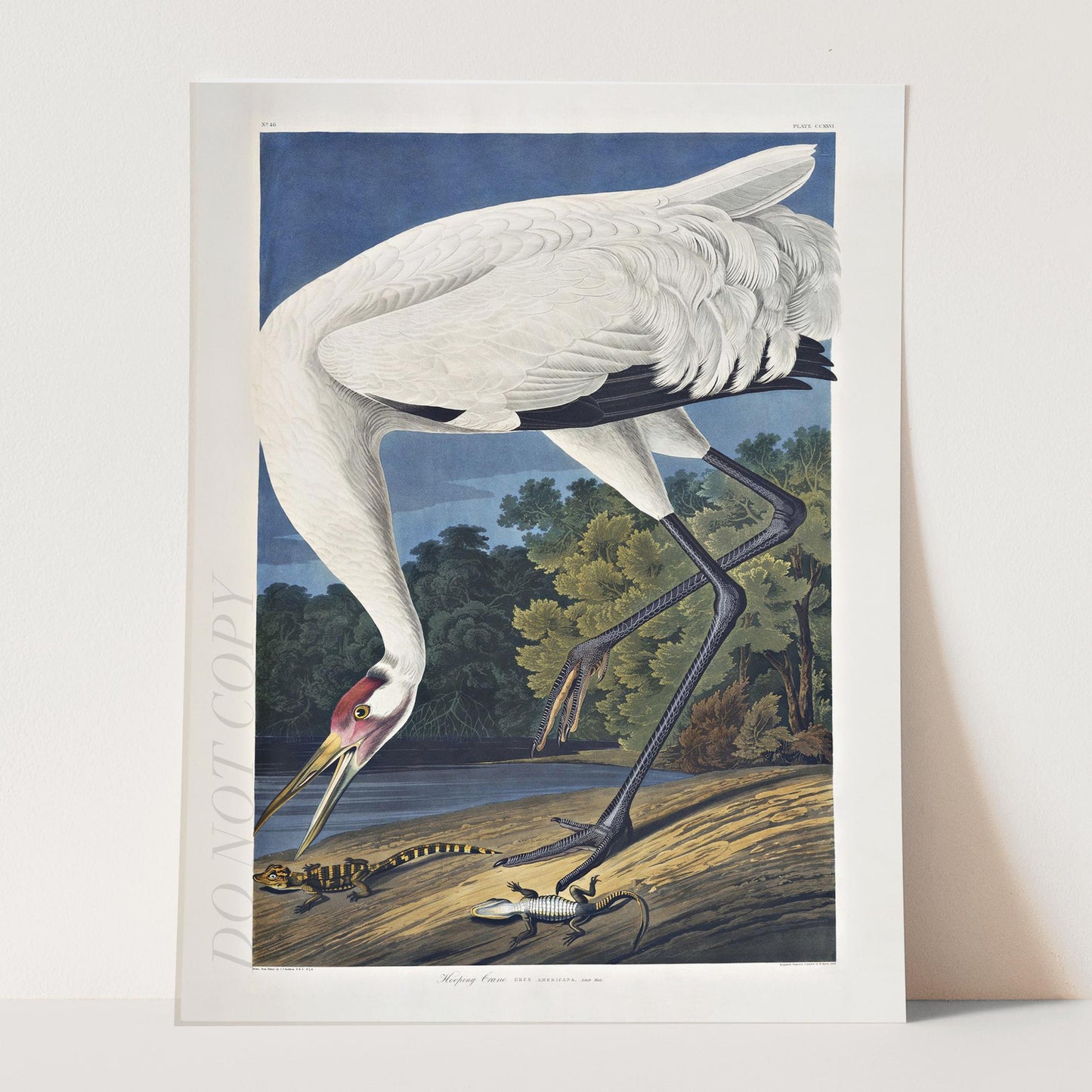 Hooping Crane 1834