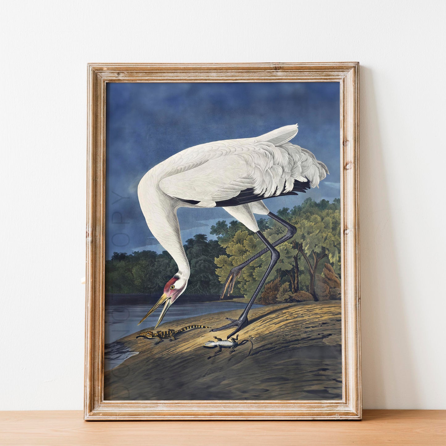 Hooping Crane 1834